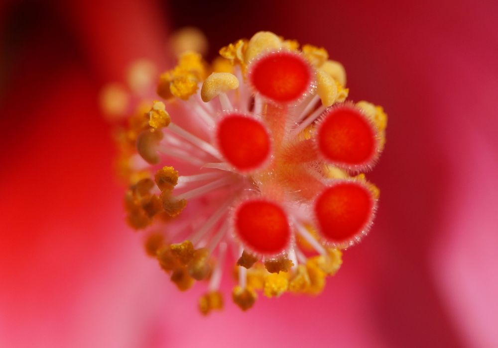 Hibiskus3