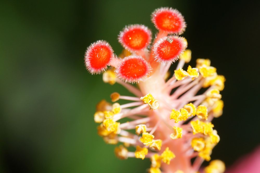 Hibiskus1