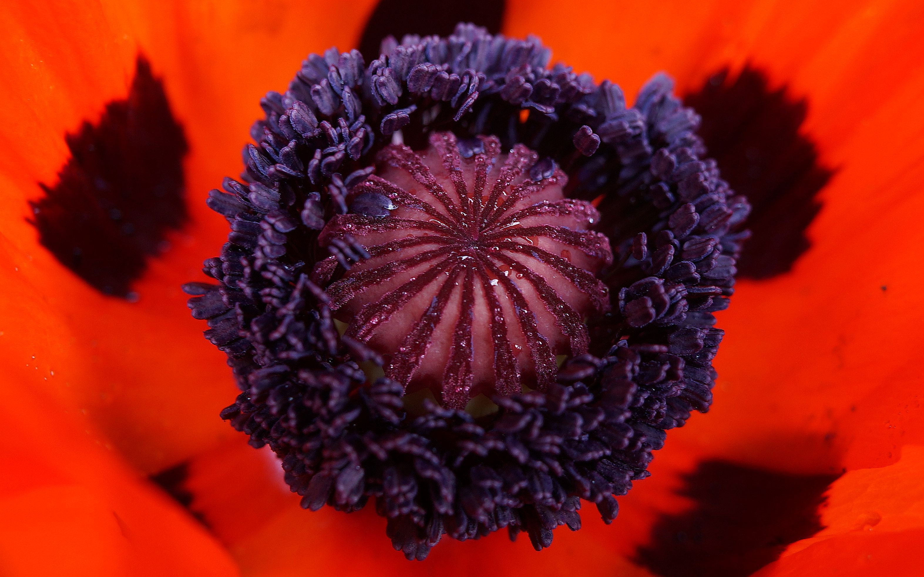 Mohn